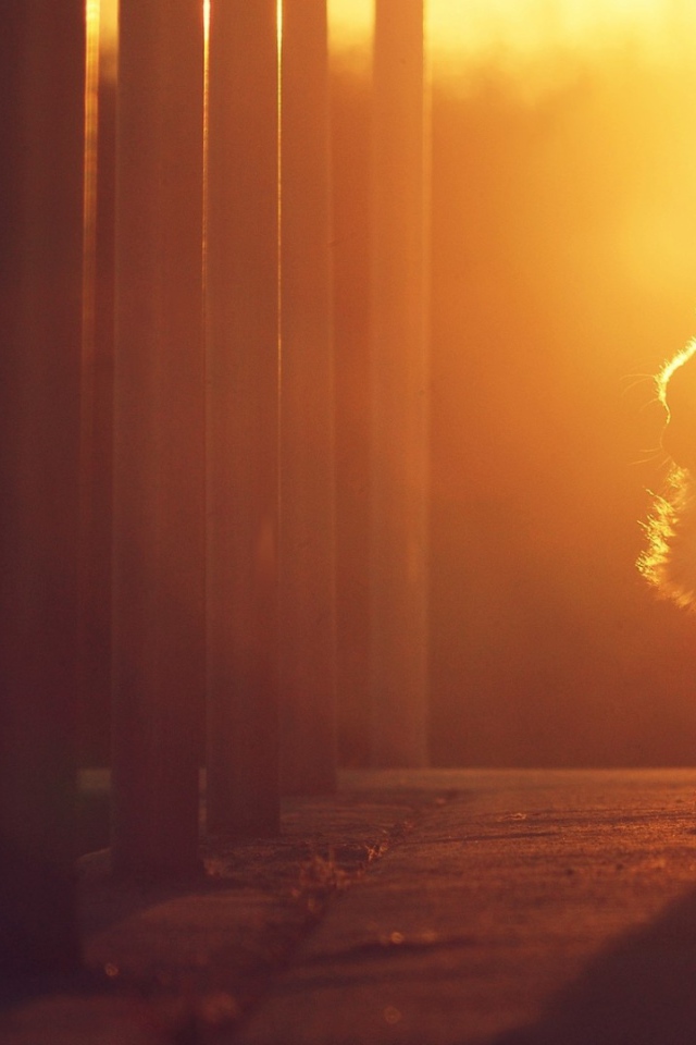 Кошка на закате