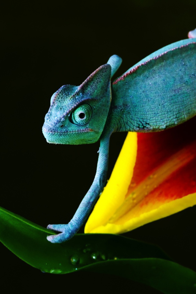 Хамелеон в голубом