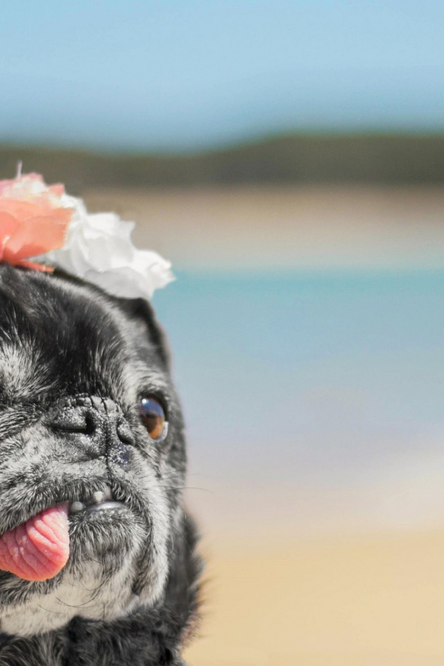 Корона из цветов у собаки