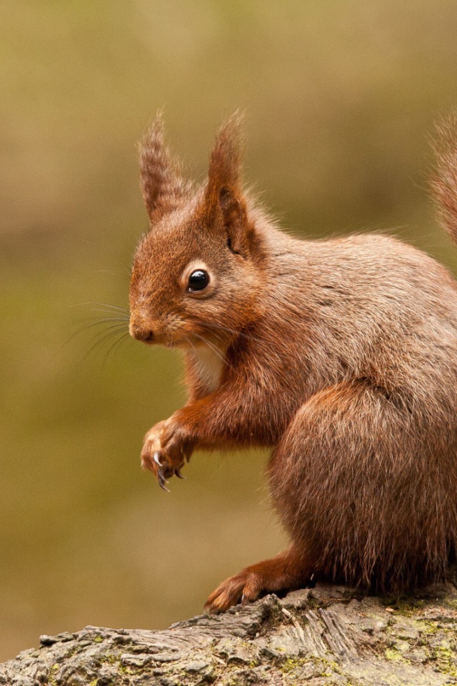 Любопытная белка