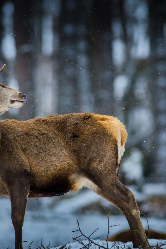 Oлень в зимнем лесу