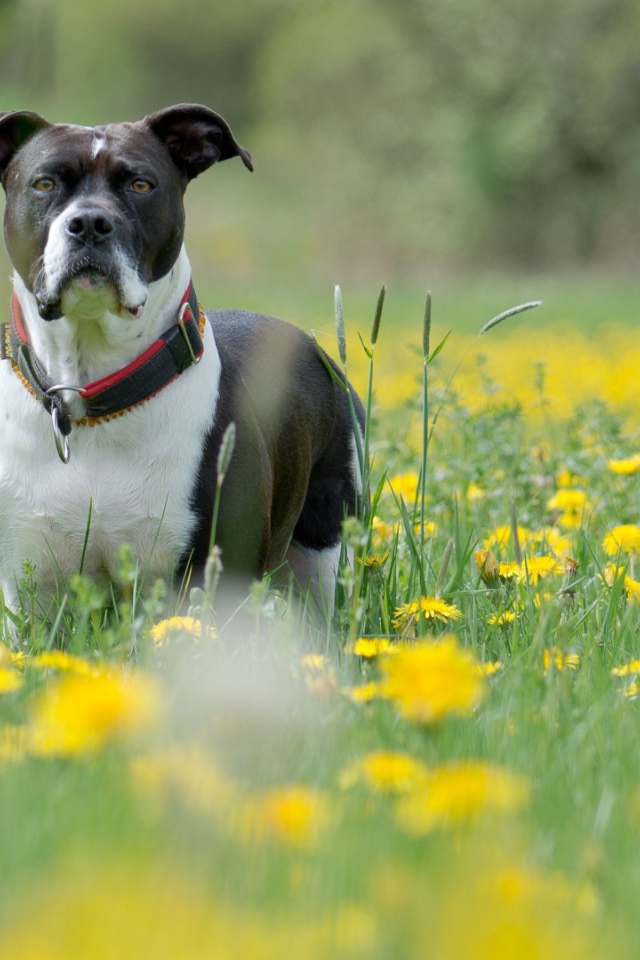 Cобака и одуванчики