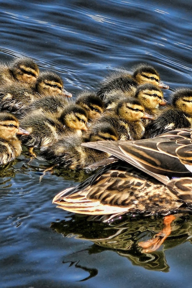 Утка с выводком