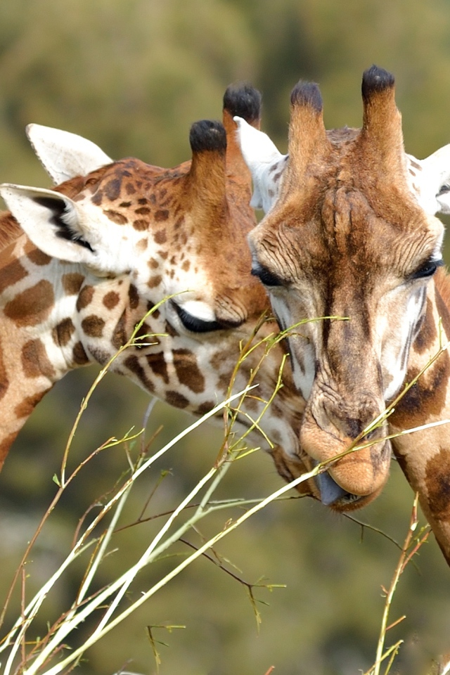 Мордочки пары жирафов