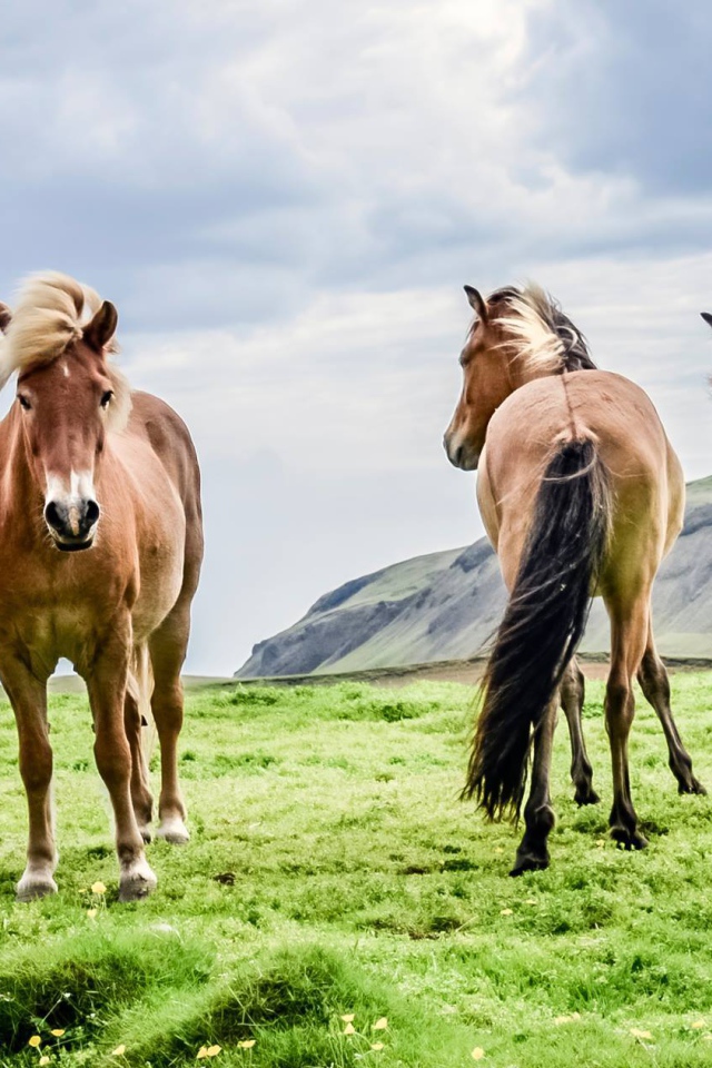 Четверка породистых лошадей