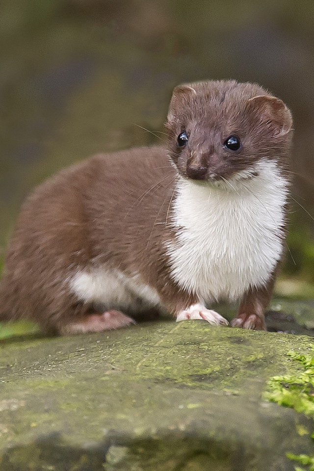 Забавный горностай