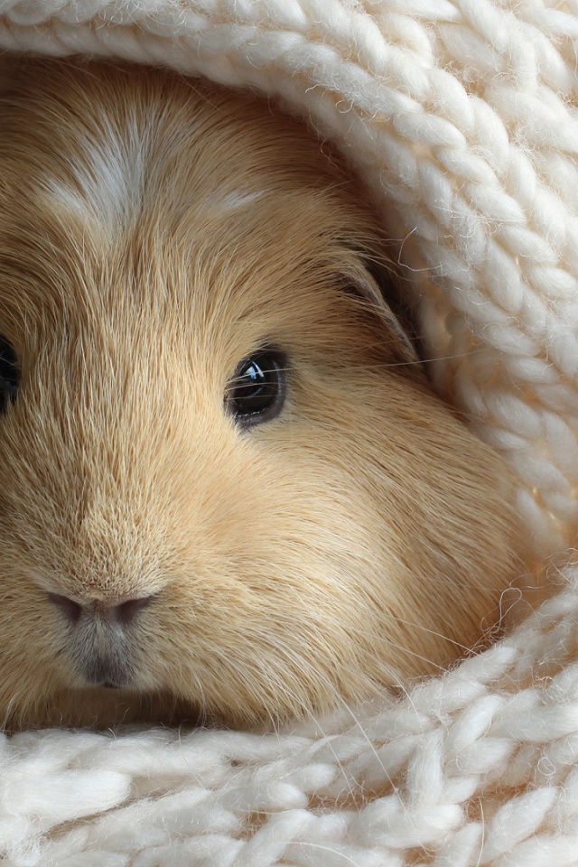 Забавный хомяк