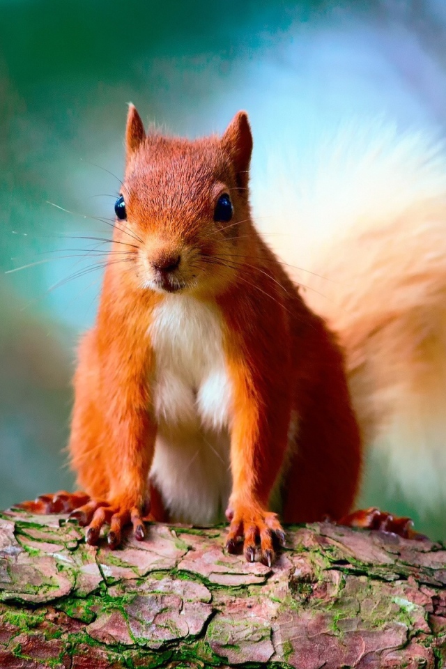 Забавная рыжая белка