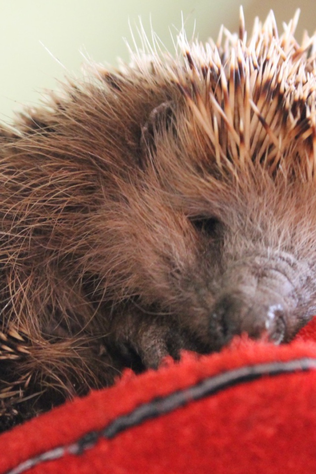 Нежный ёжик