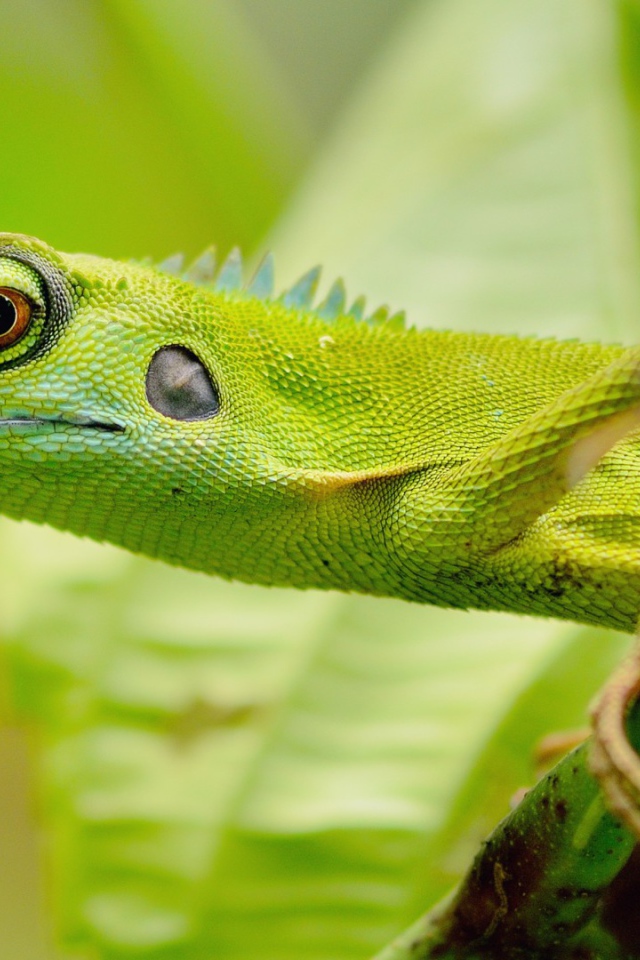 Зеленый зверь в джунглях