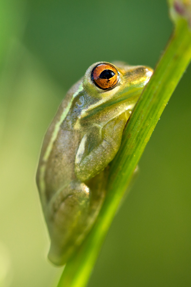 Зелёная лягушка на стебле