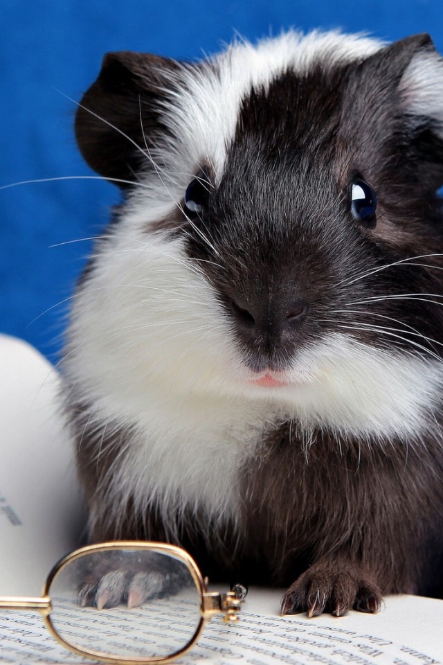 Хомячок с книгой 