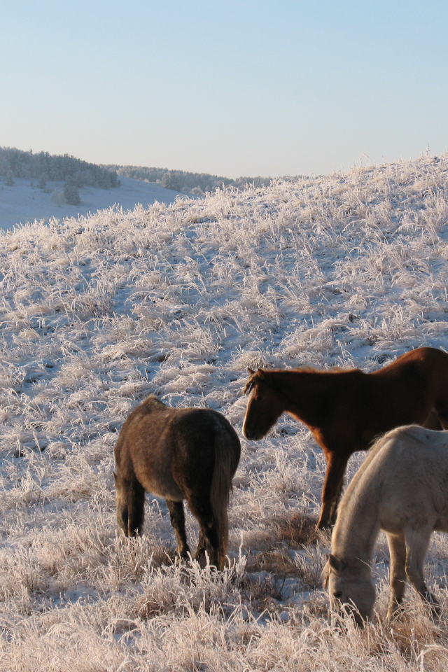 Лошади на зимнем поле