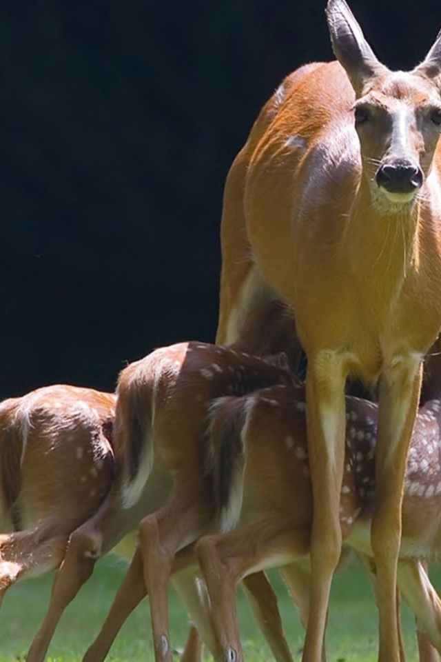 Mалыши косули с мамой