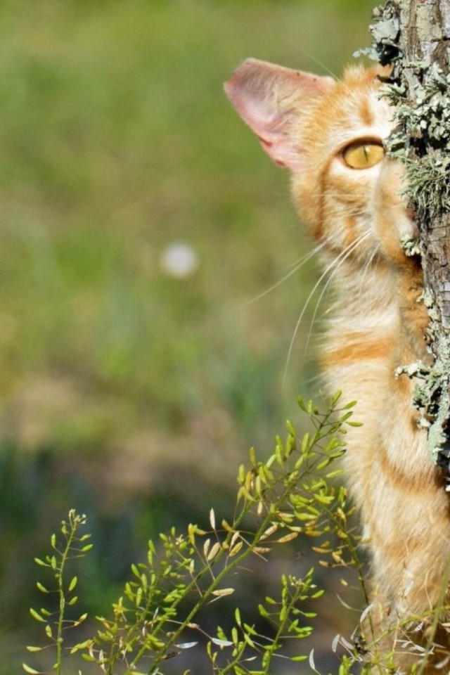 Котенок прячется за деревом