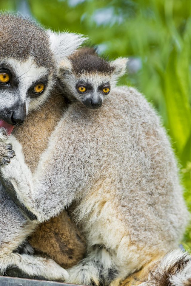 Лемур с детенышем