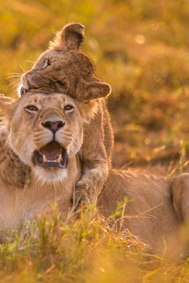 Львица и детёныш на травке