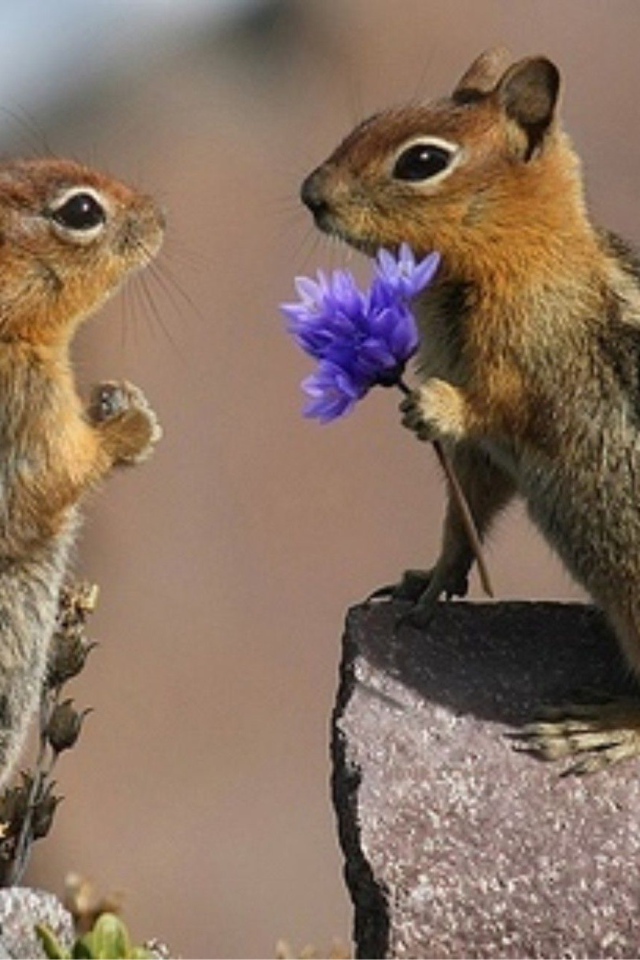 Влюбленные горностаи на камне