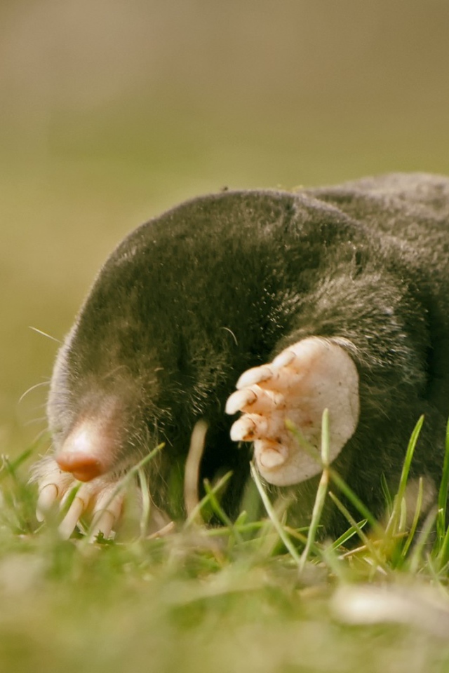 Kрот в лучах солнца