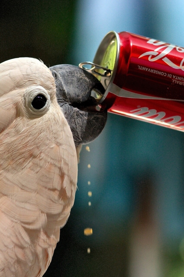 Попугай пьет газировку