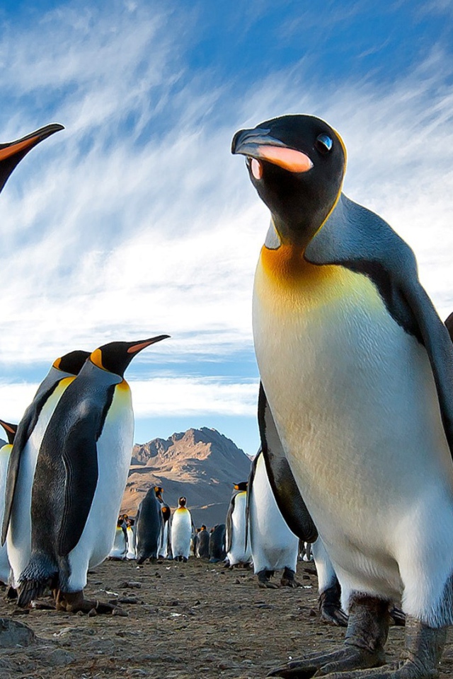 Пингвины в Арктике