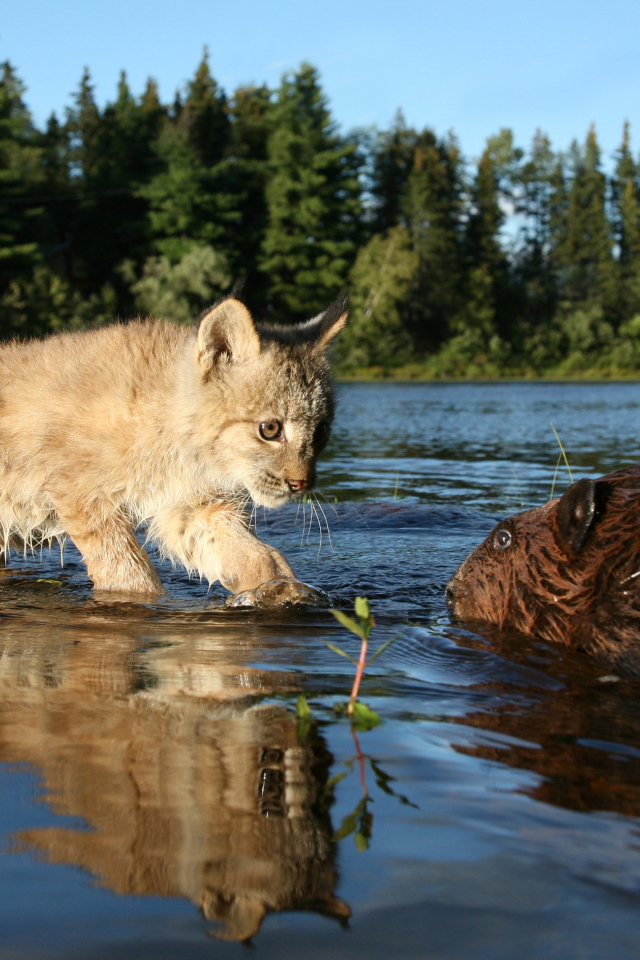 Рысенок знакомится с бобром