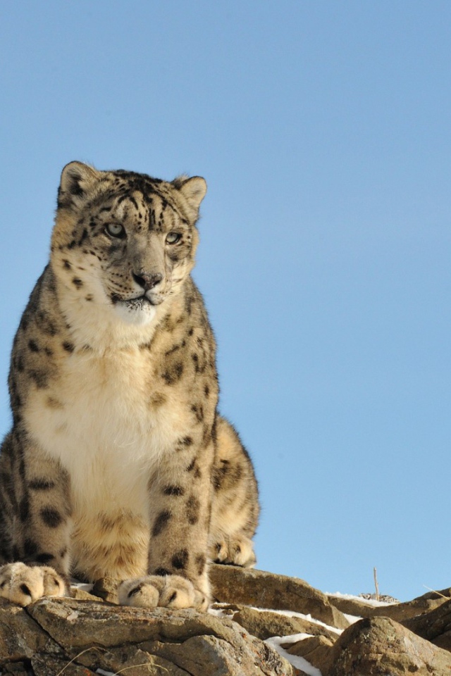 Грустное животное