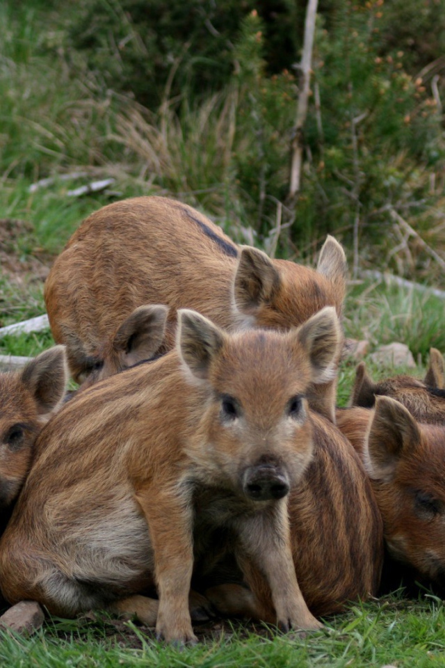 Cемъя животных на траве