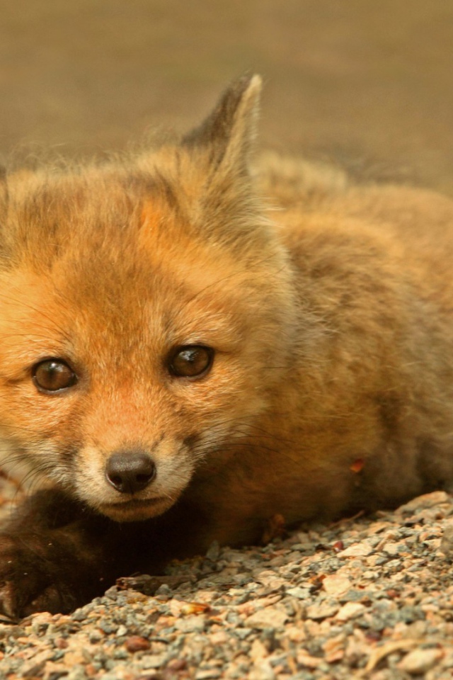 Маленький зверек