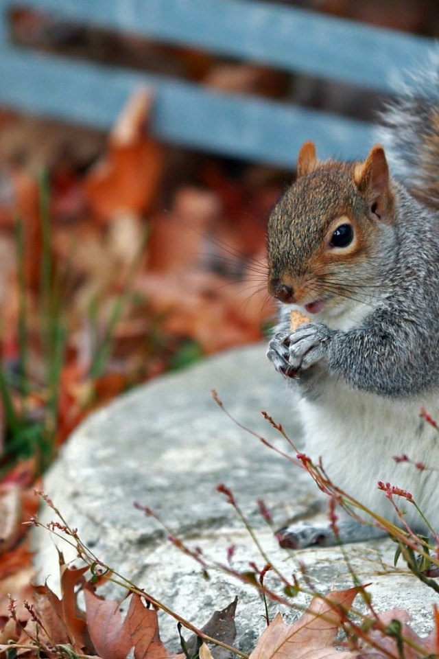 Белочка в осенних листъях