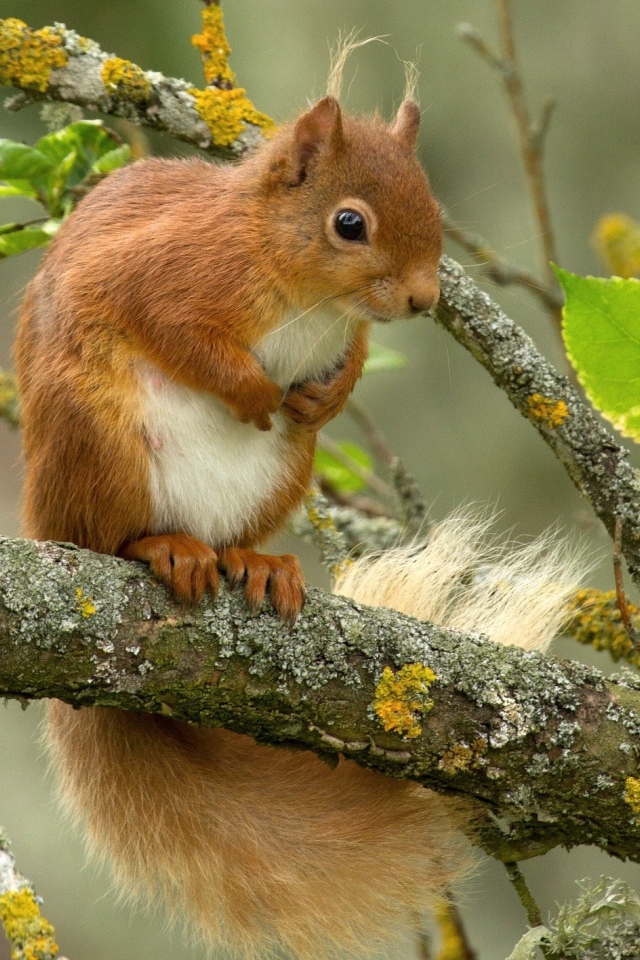 Белка сидит на ветке