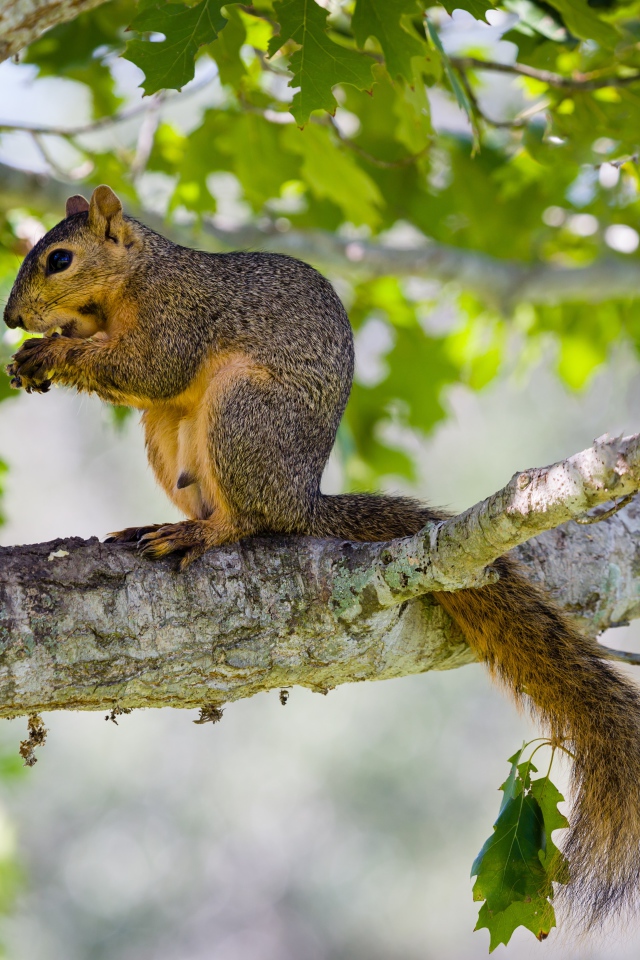 Белка сидит на дереве