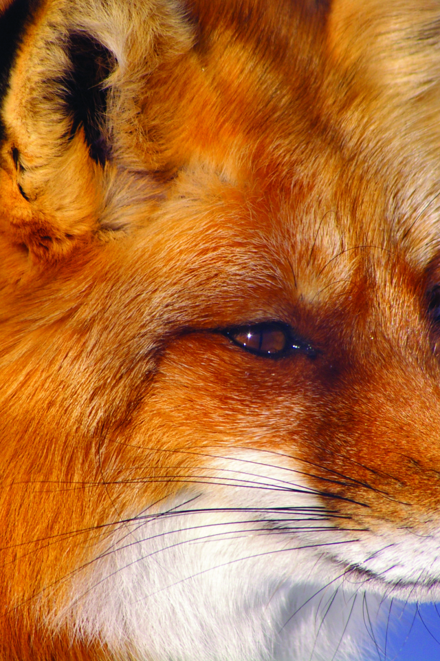 Строгий взгляд лисы