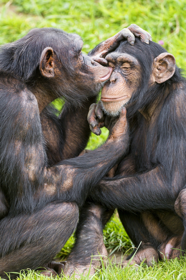 Сладкая парочка шимпанзе