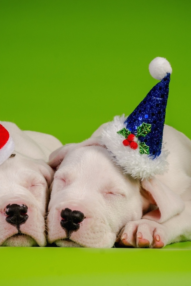 Два новогодних щенка 