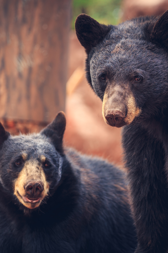 Два медведя среди деревьев