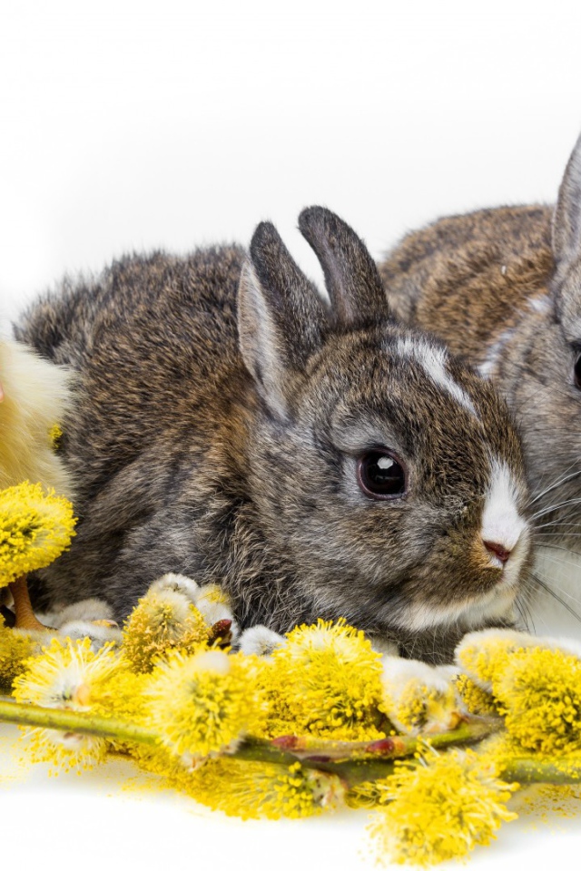 Два кролика и цыпленок