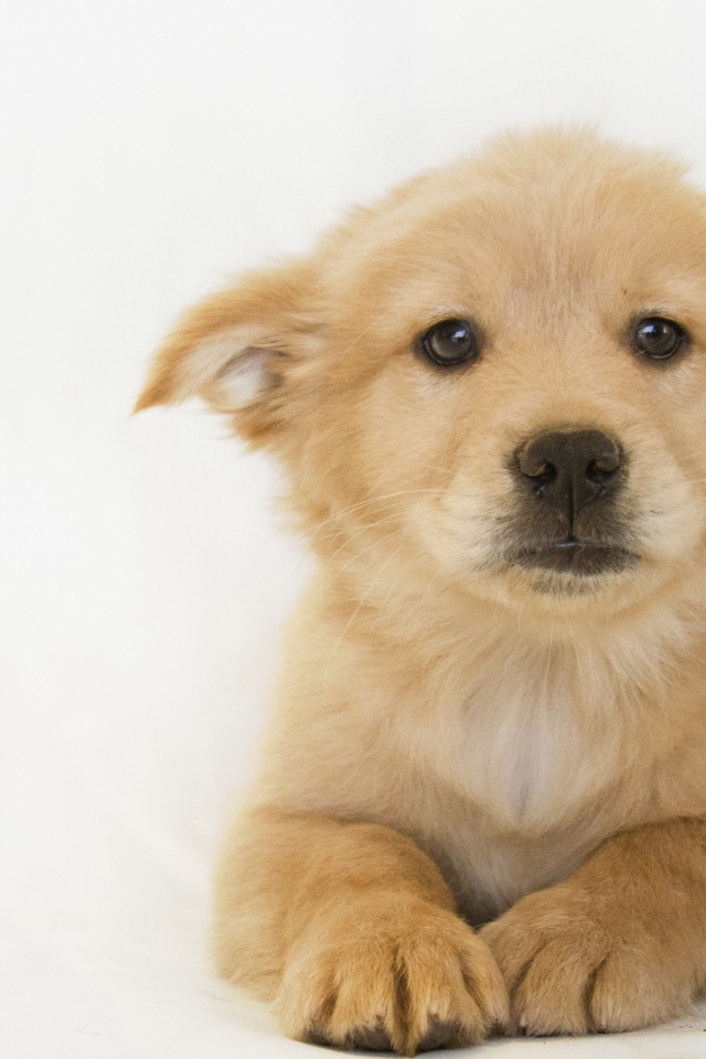 Белый щенок