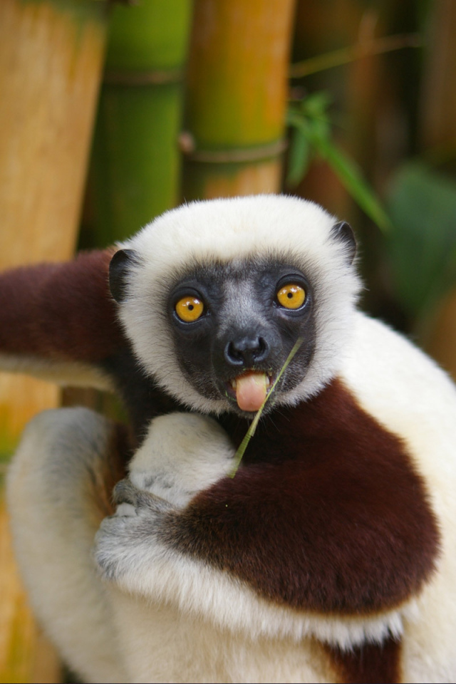 Бамбуковый медведь показывает язык