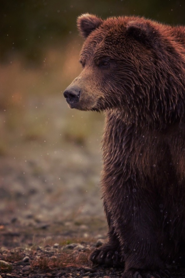 Медведь и туман