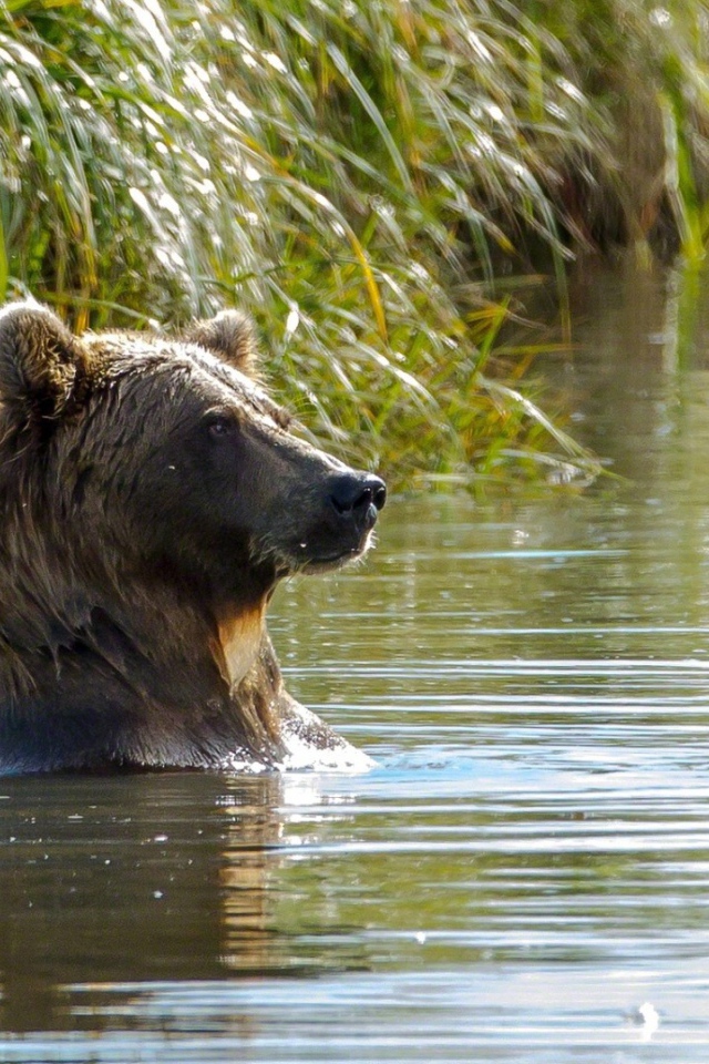 Медведь в воде