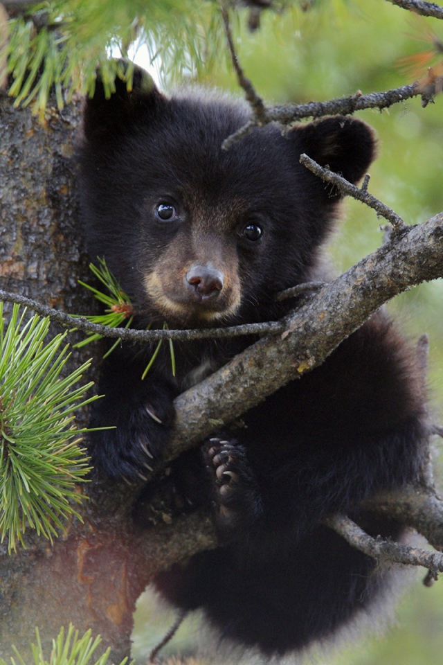 Медвежонок сидит на дереве