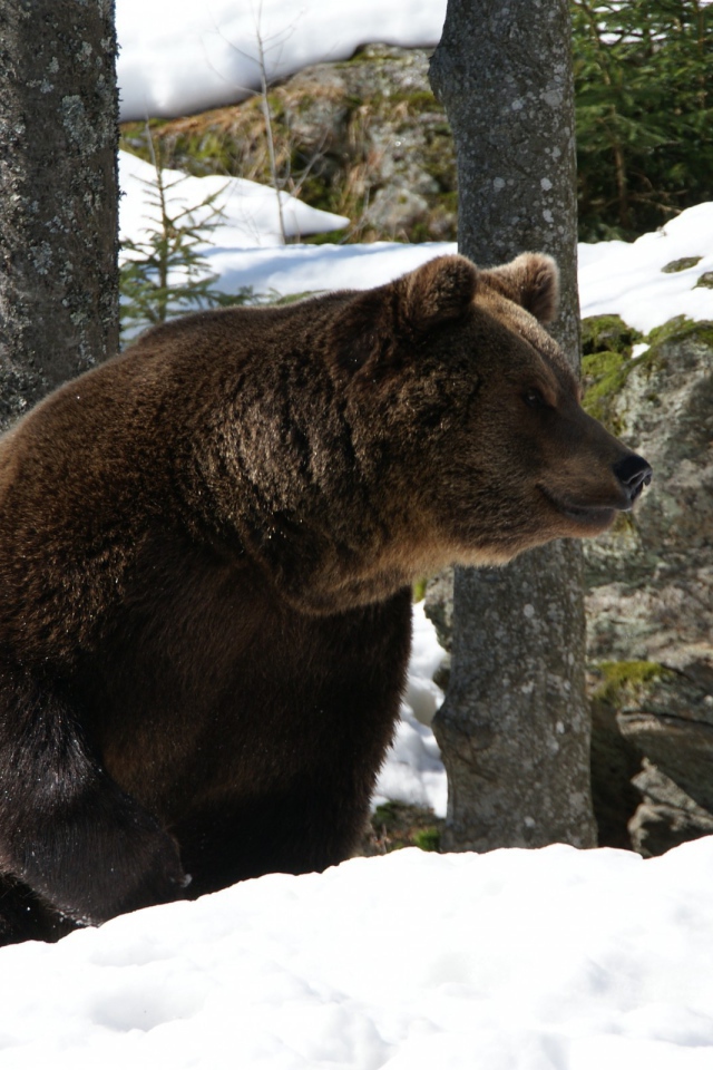 Медведь проснулся весной