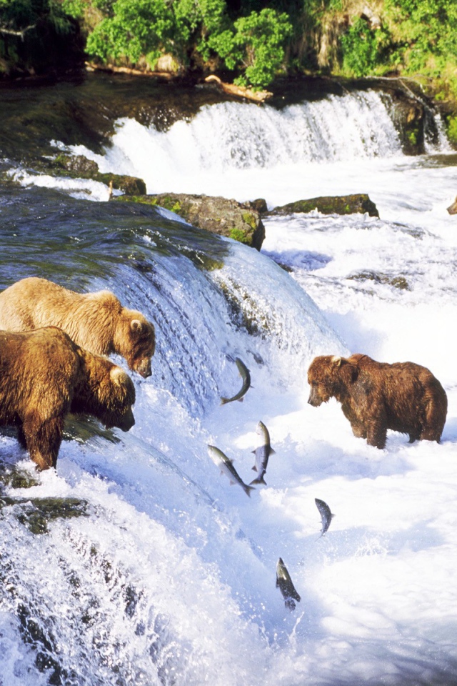 Медведи ловят рыбу