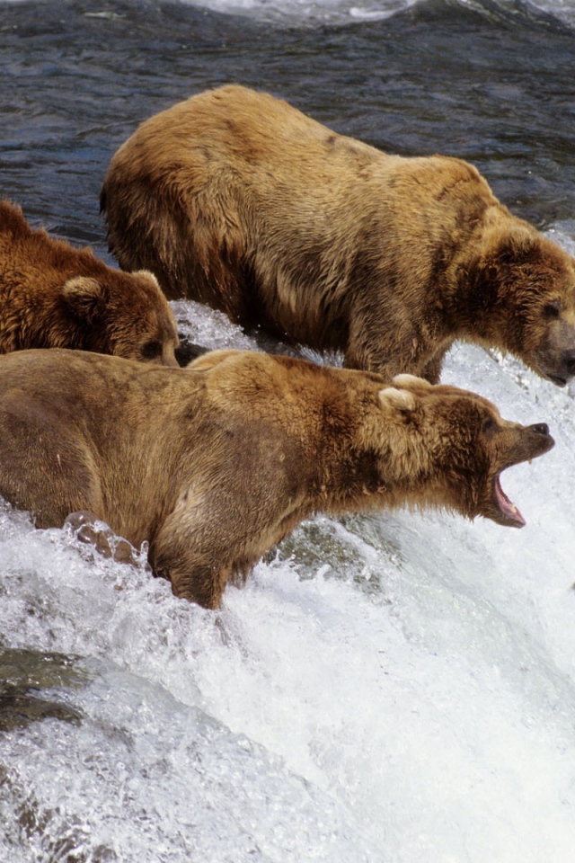 Коричневые медведи на Аляске