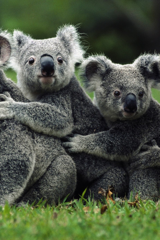 Коала дружная семья
