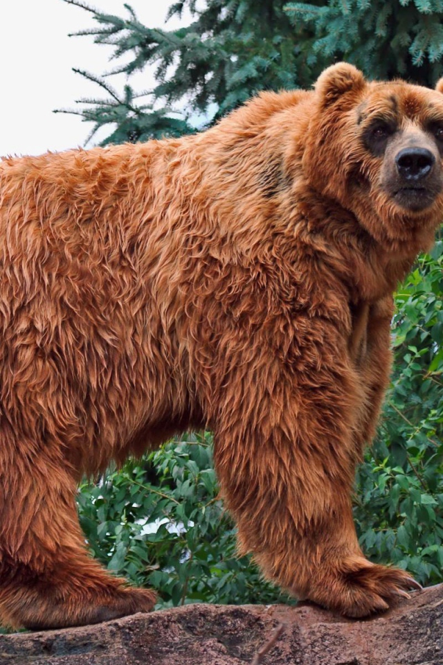 Кадьяк медведь