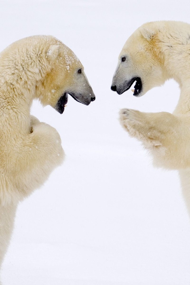 Схватка белых медведей