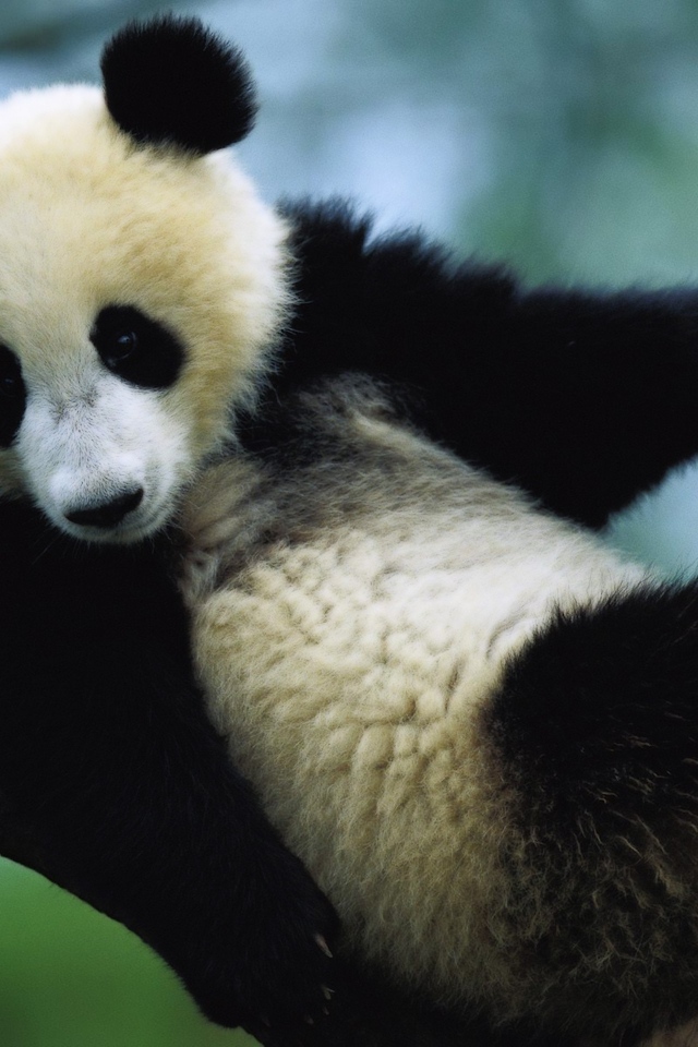 Панда сидит на дереве