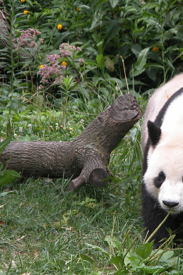 Панда гуляет по лесу